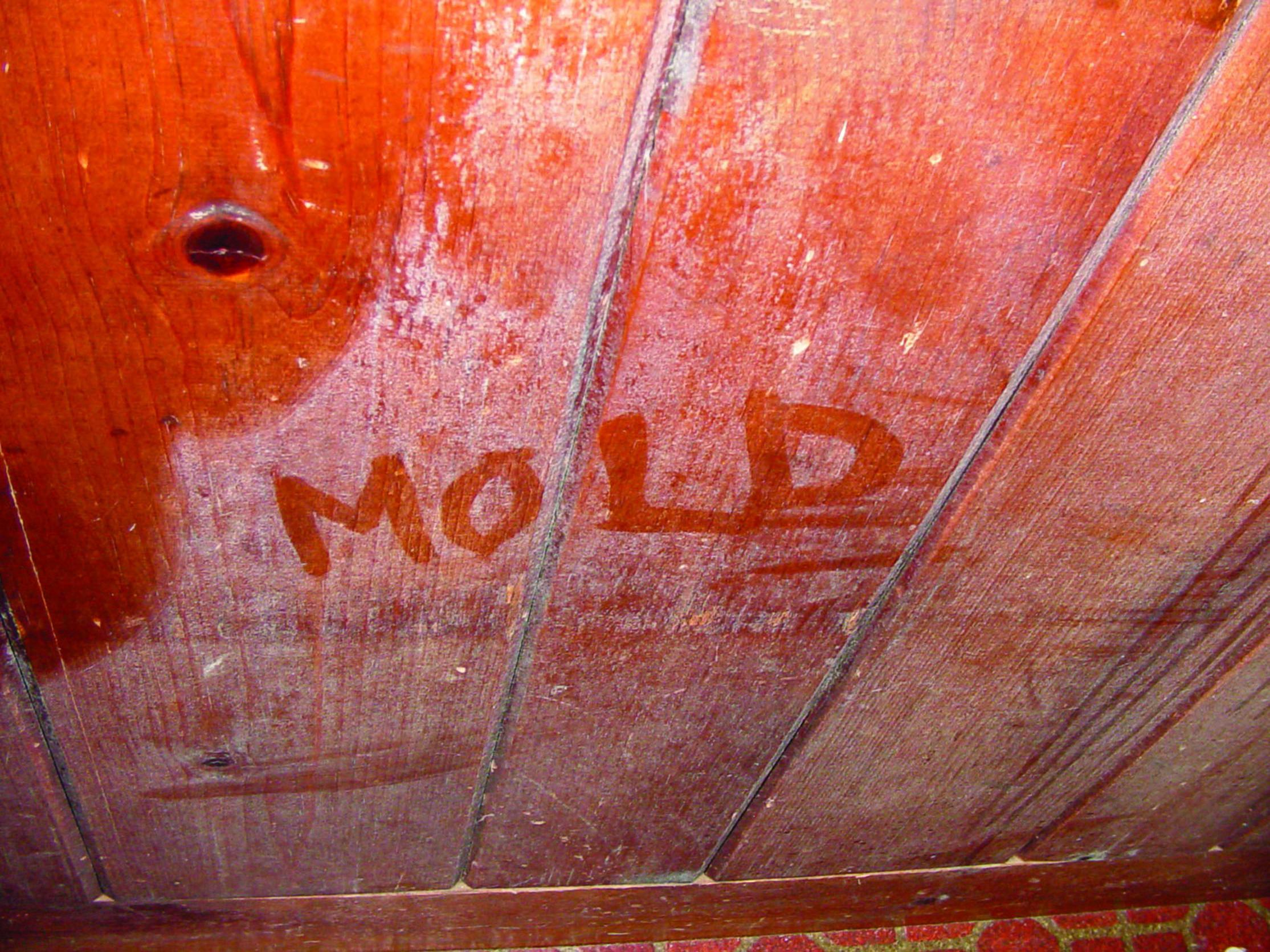Mold on wood in Breckenridge crawl space