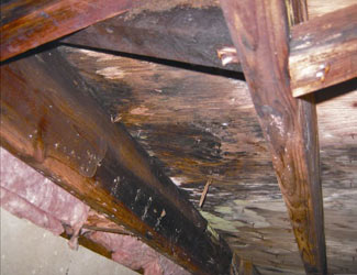 mold and rot in a Aspen crawl space