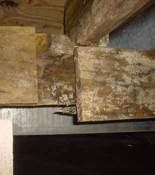Extensive basement rot found