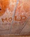 The word mold written with a finger on a moldy wood wall