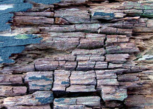 Dry rot damaging wood in Silverthorne