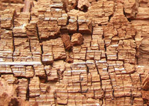 Wood severely damaged by dry rot damage in Craig