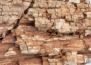 Dry rot damage on wood in Basalt