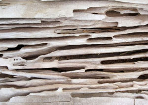 Carpenter ant tunnels and galleries in structural wood in a Rangely home