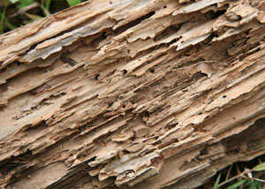 Termite-damaged wood showing rotting galleries outside of a Basalt home