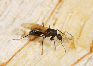 Closeup of a carpenter ant breeder in Rifle