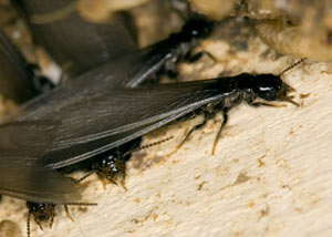 Closeup view of a termite new queen breeder in Gypsum